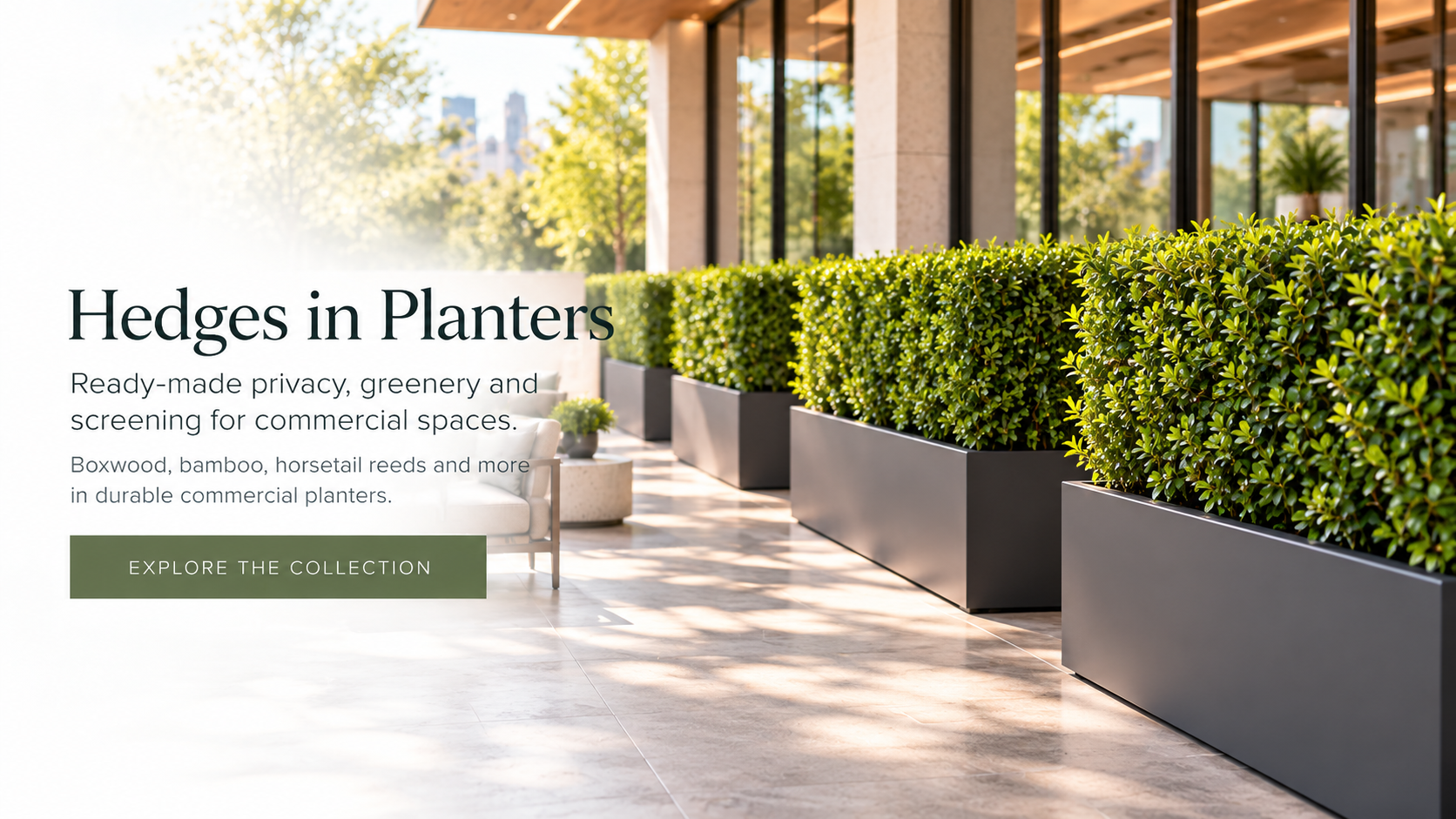 Explore Hedges in Planters