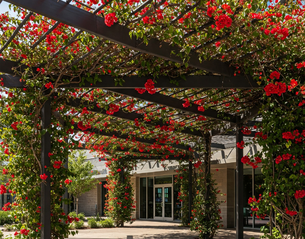 Overhead trellis in front of building with red flowers