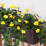 Window Box with Outdoor Artificial Morning Glory Vine - Yellow Flowers